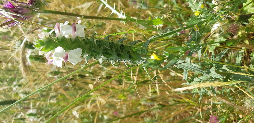 אירוס הגלבוע  צולם על ידי יריב מליחי 