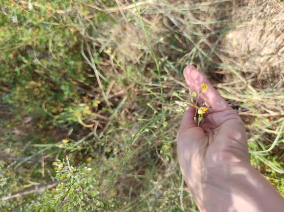 בוצין בירותי  צולם על ידי מרב לבל 