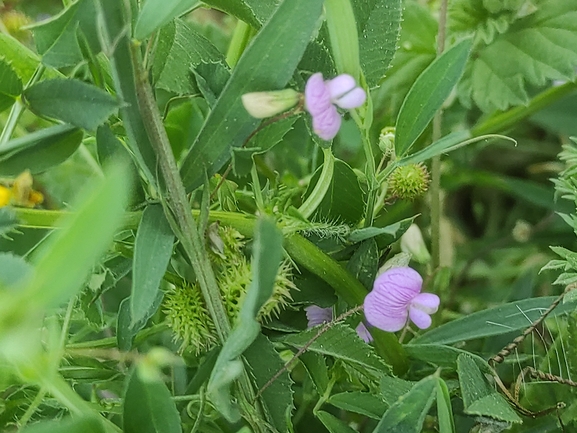 טופח עדשתי  צולם על ידי מימי רון 