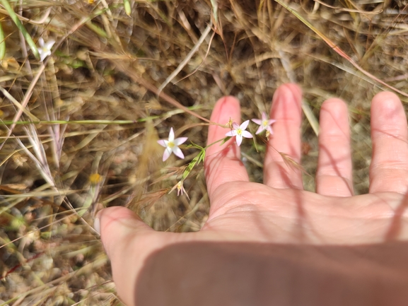 ערבז החוף  צולם על ידי מרב לבל 