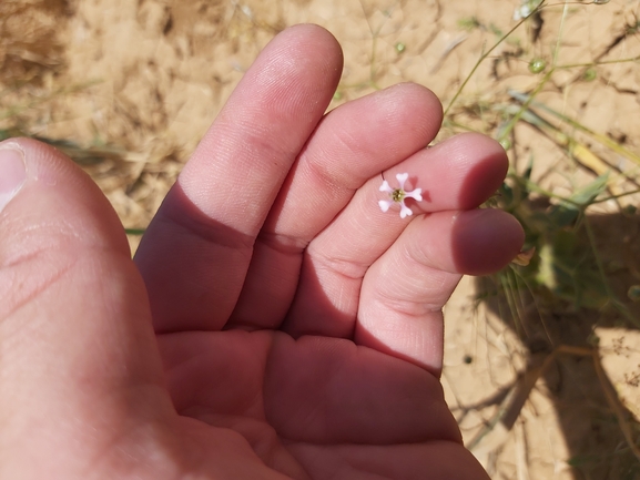 גבסנית שעירה  צולם על ידי יצחק כהן 