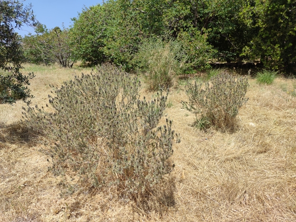 אזוביון דגול  צולם על ידי מרב לבל 