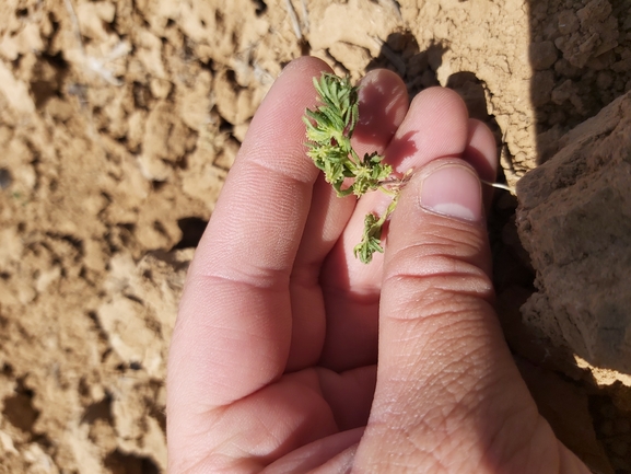 פרודתיים מכורבלות  צולם על ידי יצחק כהן 