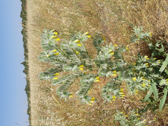 סומקן ענקי  צולם על ידי מרגרטה וולצ'אק 