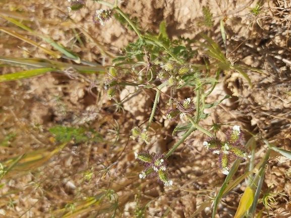 טורגניה רחבת-עלים  צולם על ידי יצחק כהן 