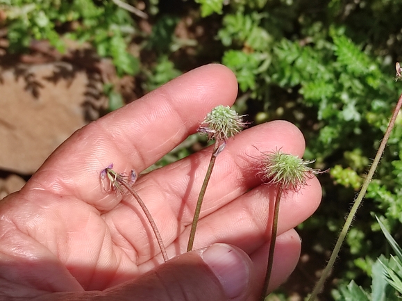 תלתן ישראלי  צולם על ידי מימי רון 