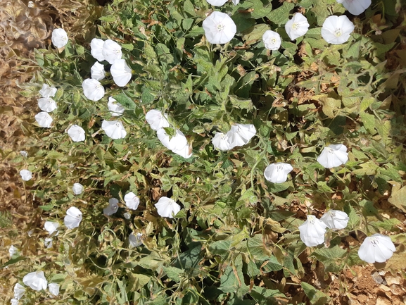 מנתור ערבי  צולם על ידי אור מילשטיין 