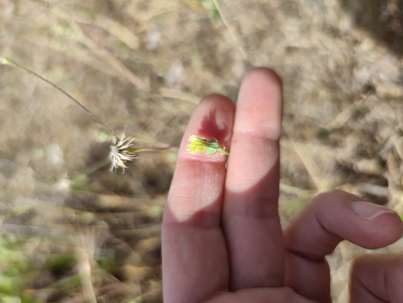 קיטה סוככנית  צולם על ידי מרב לבל 