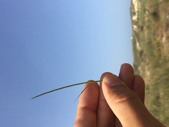 דק-זנב נימי  צולם על ידי בר שמש 