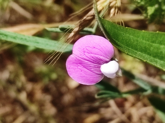 טופח קסיוס  צולם על ידי מימי רון 