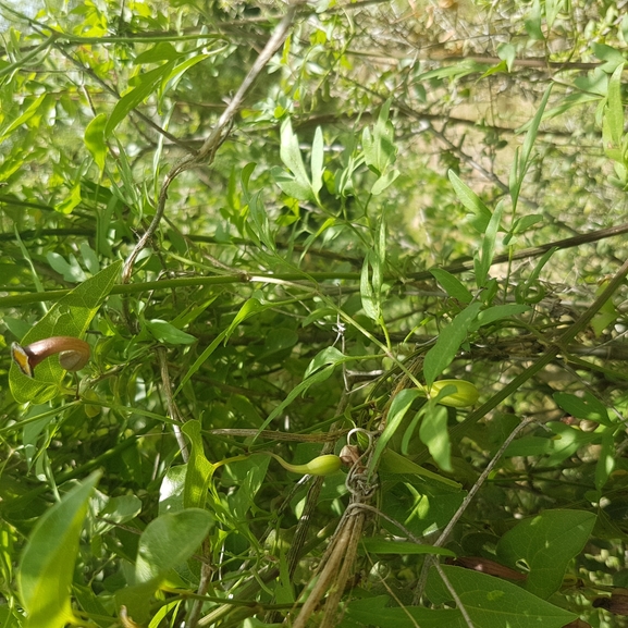 אירוס הגלבוע  צולם על ידי טליה אורון 