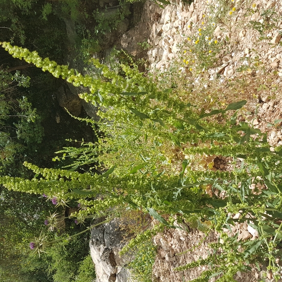 אירוס הגלבוע  צולם על ידי טליה אורון 