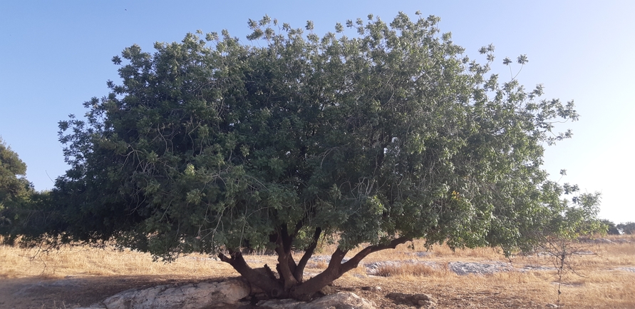 אירוס הגלבוע  צולם על ידי ליעד כהן 