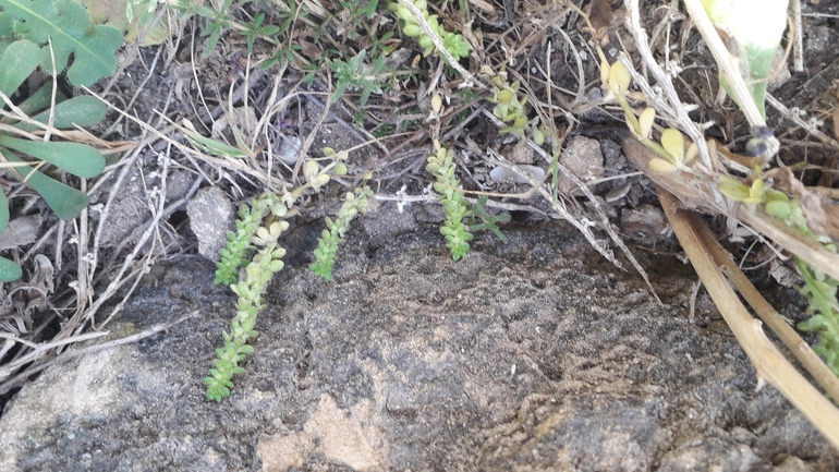 חגווית החומות  צולם על ידי אמיר פרלברג 