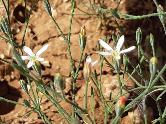 חלוק זהרי  צולם על ידי מרגרטה וולצ'אק 