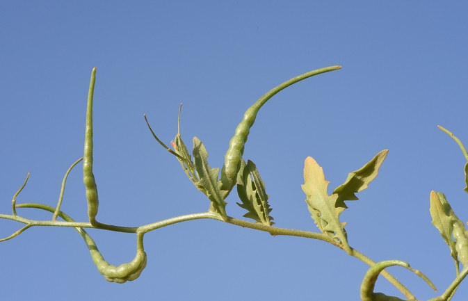 קרן-יעל סורית  צולם על ידי גל וין 