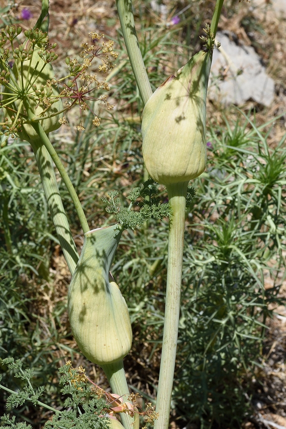 כלך חרמוני  צולם על ידי גל וין 