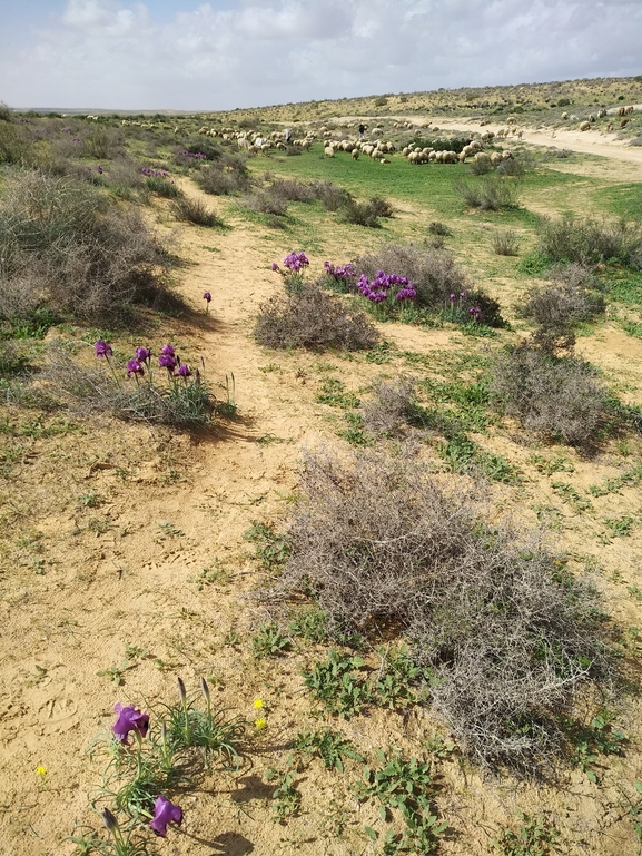 אירוס הנגב  צולם על ידי גל וין 