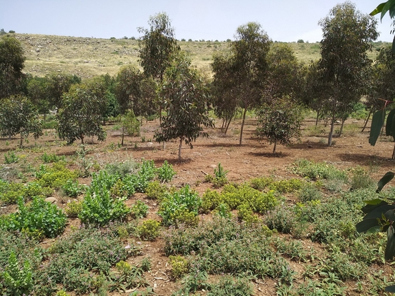 שלהבית הגלגל  צולם על ידי גל וין 