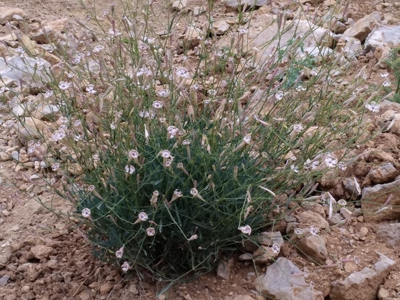 ציפורנית גדולה  צולם על ידי גל וין 