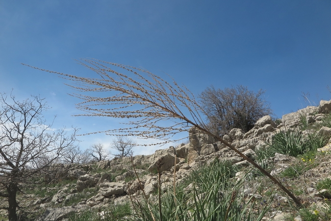 בוצין הבשן  צולם על ידי גל וין 