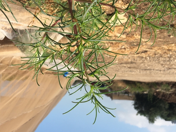 מלחית הבורית  צולם על ידי בר שמש 