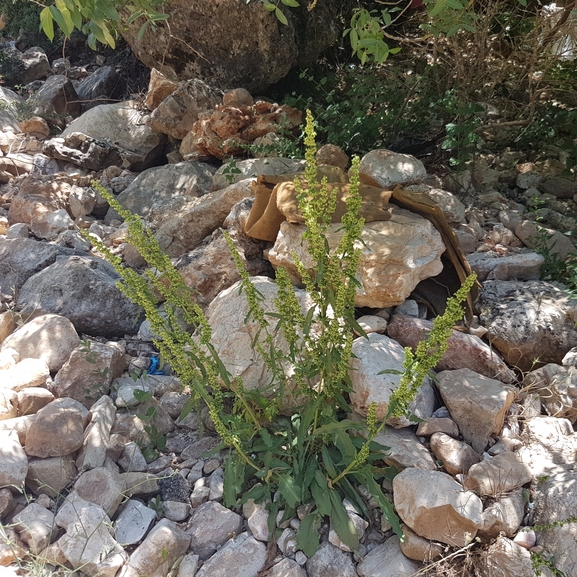 אירוס הגלבוע  צולם על ידי טליה אורון 