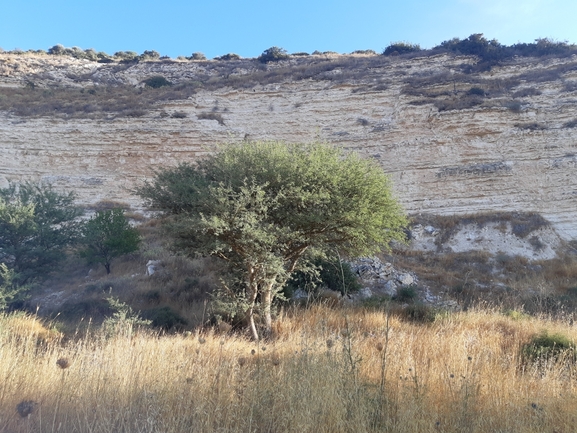 אירוס הגלבוע  צולם על ידי אורי אורבך 