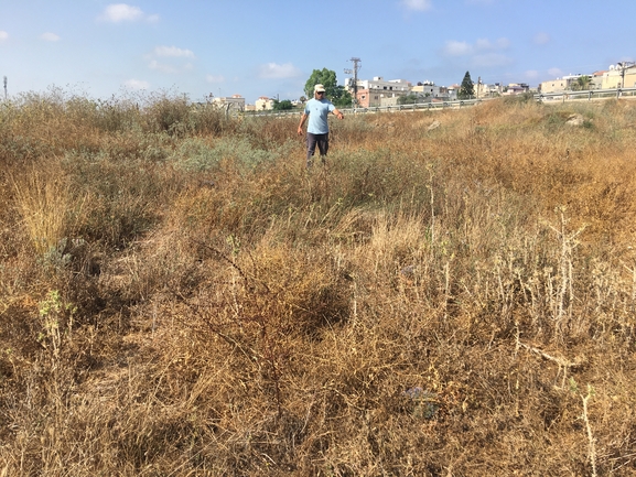 נעצוצית סבוכה  צולם על ידי בר שמש 