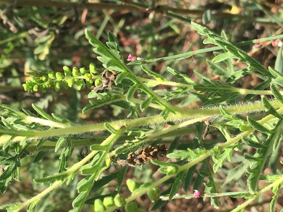 אמברוסיה ימית  צולם על ידי בר שמש 