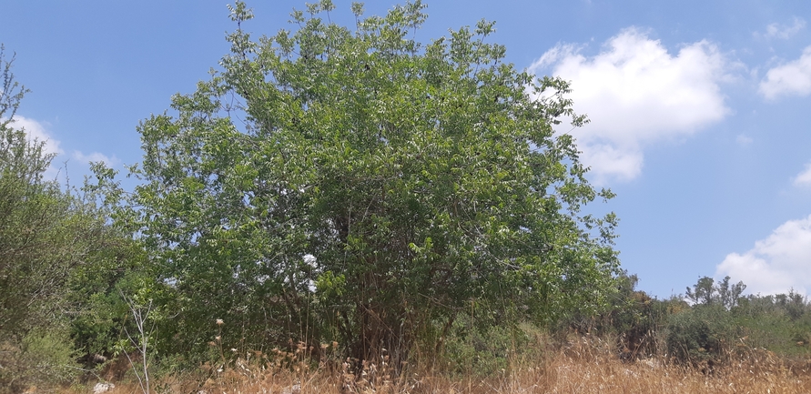 אירוס הגלבוע  צולם על ידי ליעד כהן 