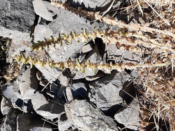 חד-שפה מזרחי  צולם על ידי יובל ספיר 