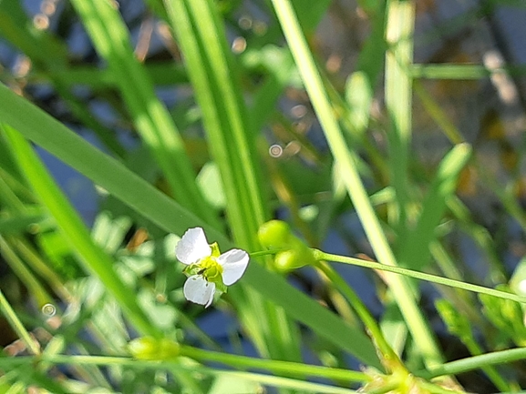 Common Water Plantain, European Water Plantain  