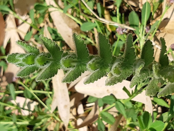 געדת הביצות  צולם על ידי מרגרטה וולצ'אק 