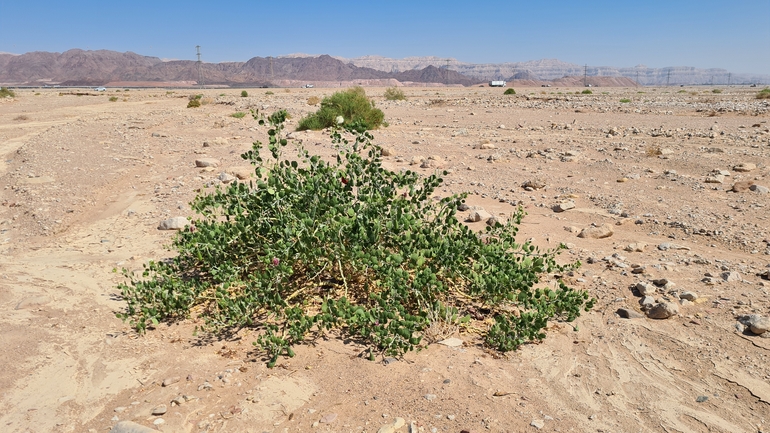 אירוס הגלבוע  צולם על ידי דורון ניסים 