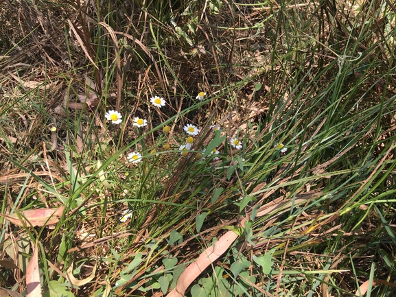 קחוון קטן-עלים  צולם על ידי בר שמש 