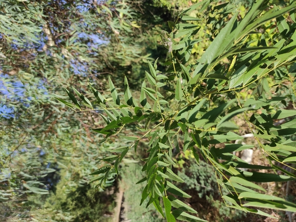 שוש קירח  צולם על ידי מימי רון 