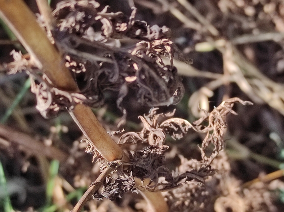 לוענית יריחו  צולם על ידי מימי רון 