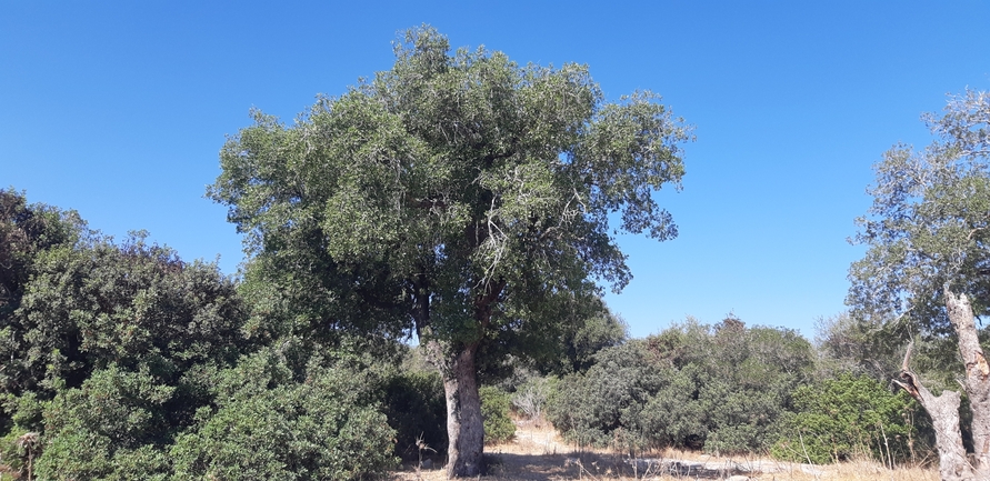 אירוס הגלבוע  צולם על ידי ליעד כהן 