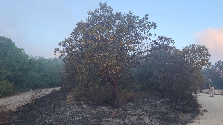 אירוס הגלבוע  צולם על ידי ליעד כהן 