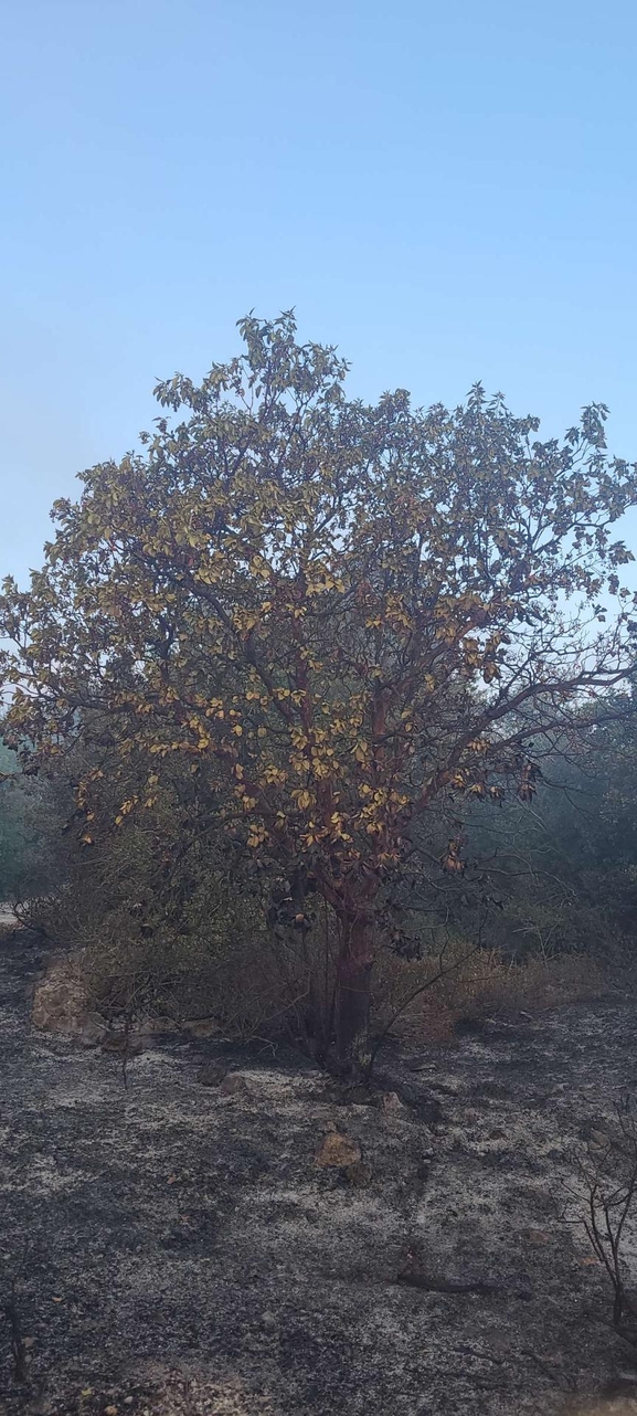 אירוס הגלבוע  צולם על ידי ליעד כהן 