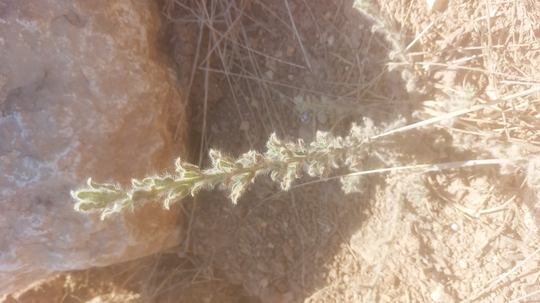 דוגון ירושלמי  צולם על ידי עופרה פרידמן 