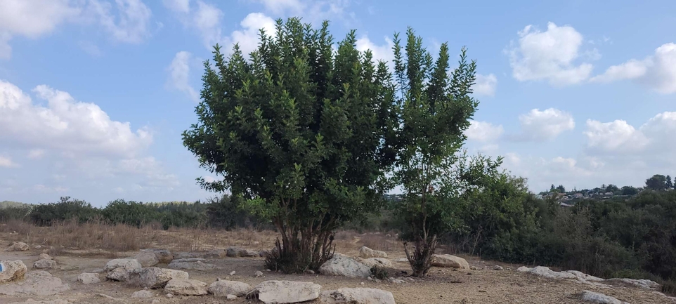 אירוס הגלבוע  צולם על ידי ליעד כהן 