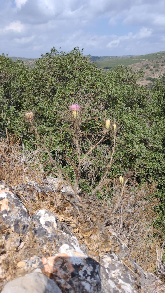 אירוס הגלבוע  צולם על ידי אורי אורבך 