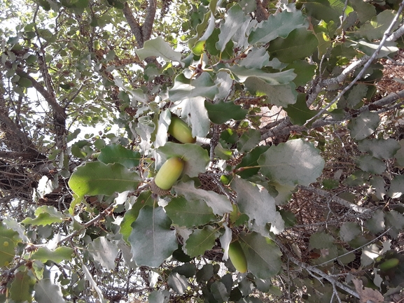 אירוס הגלבוע  צולם על ידי אורי אורבך 