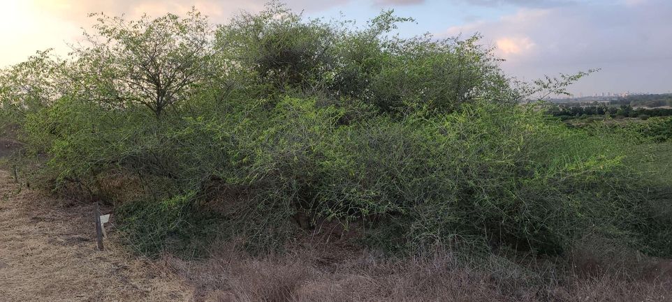 אירוס הגלבוע  צולם על ידי סיון מרדוק 