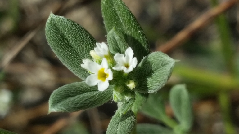 Grey Leaf Heliotrope  photographed by שמשון ולוטקר 