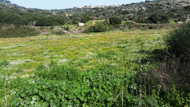 קחוון יווני  צולם על ידי שמשון ולוטקר 