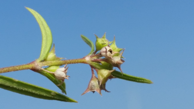 Oldenlandia capensis  photographed by שמשון ולוטקר 