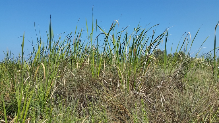 Elephant Grass, Indian Mace Reed  photographed by שמשון ולוטקר 